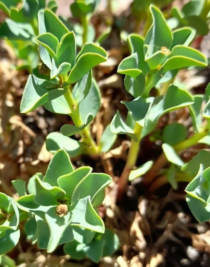 Melosperma 2