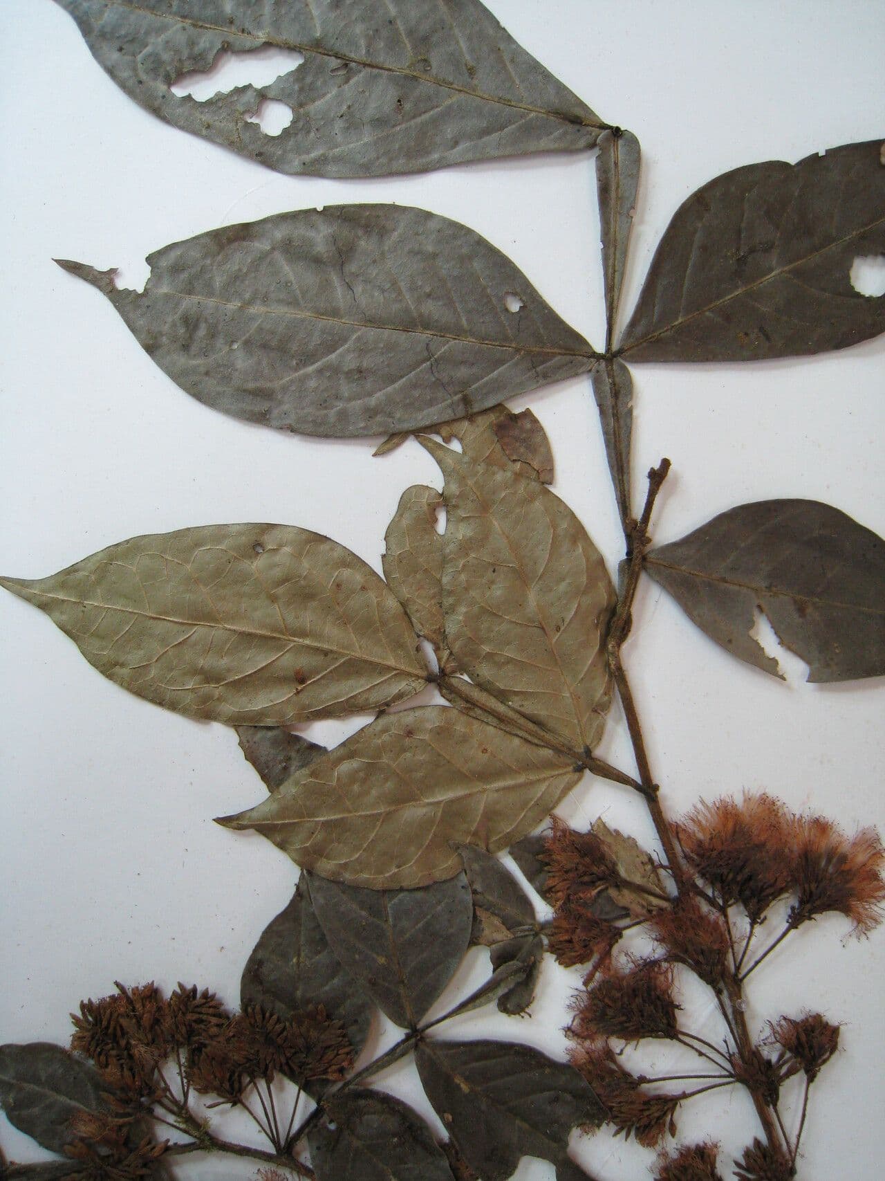 Inga auristellae 3