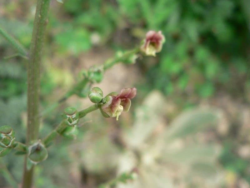 Scrofularia lucida 4