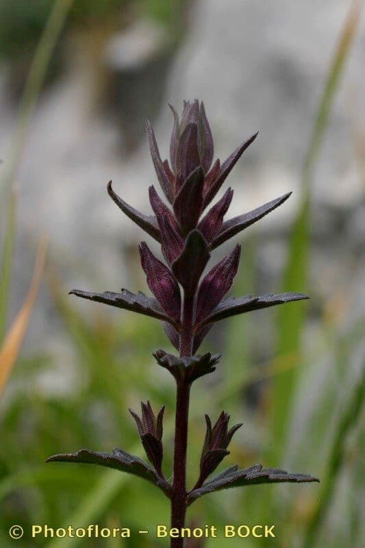 Nothobartsia 7
