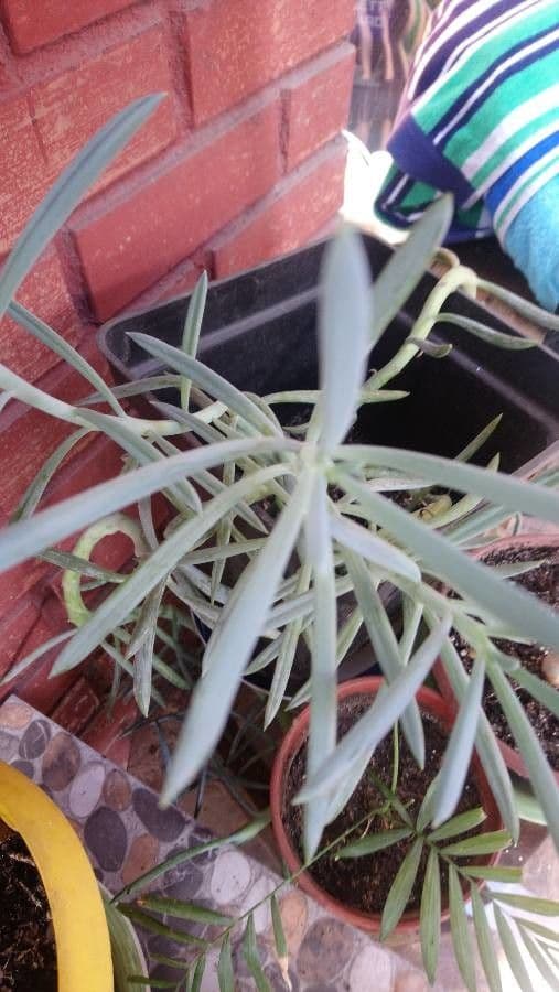 Dudleya densiflora