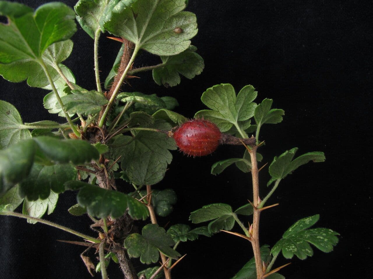 Ribes 6