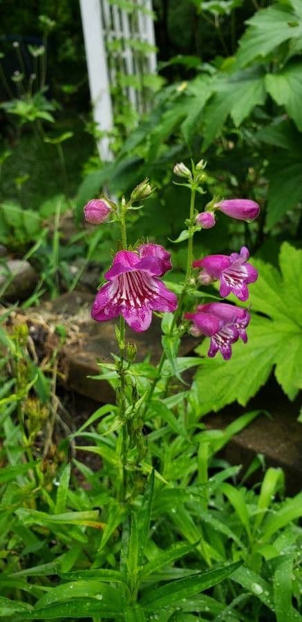 Penstemon 2