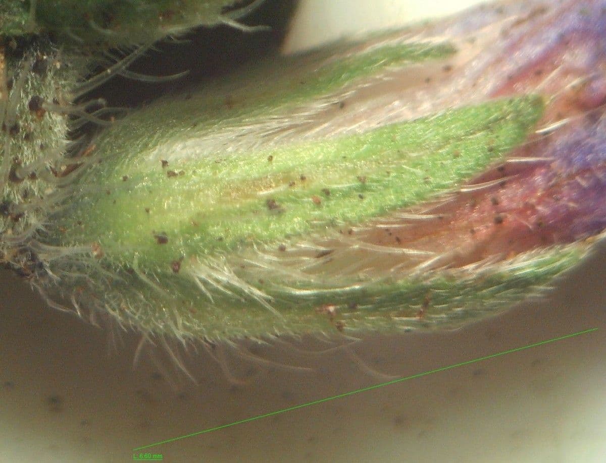Echium rosulatum