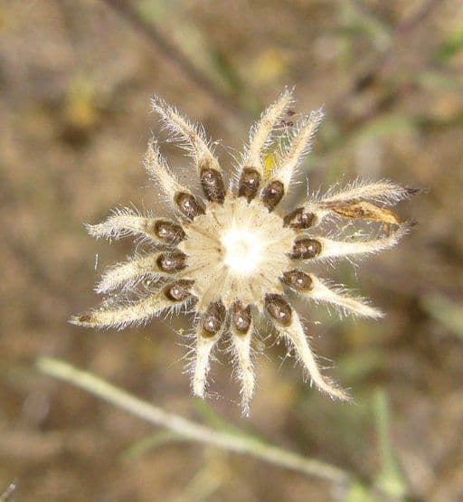 Hemizonia zoskupená 4