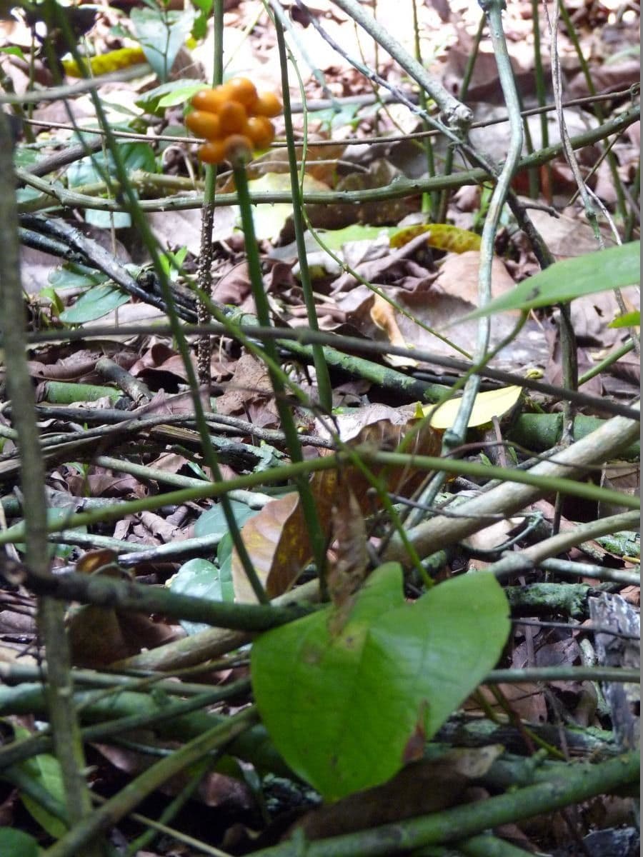 Nephthytis 8