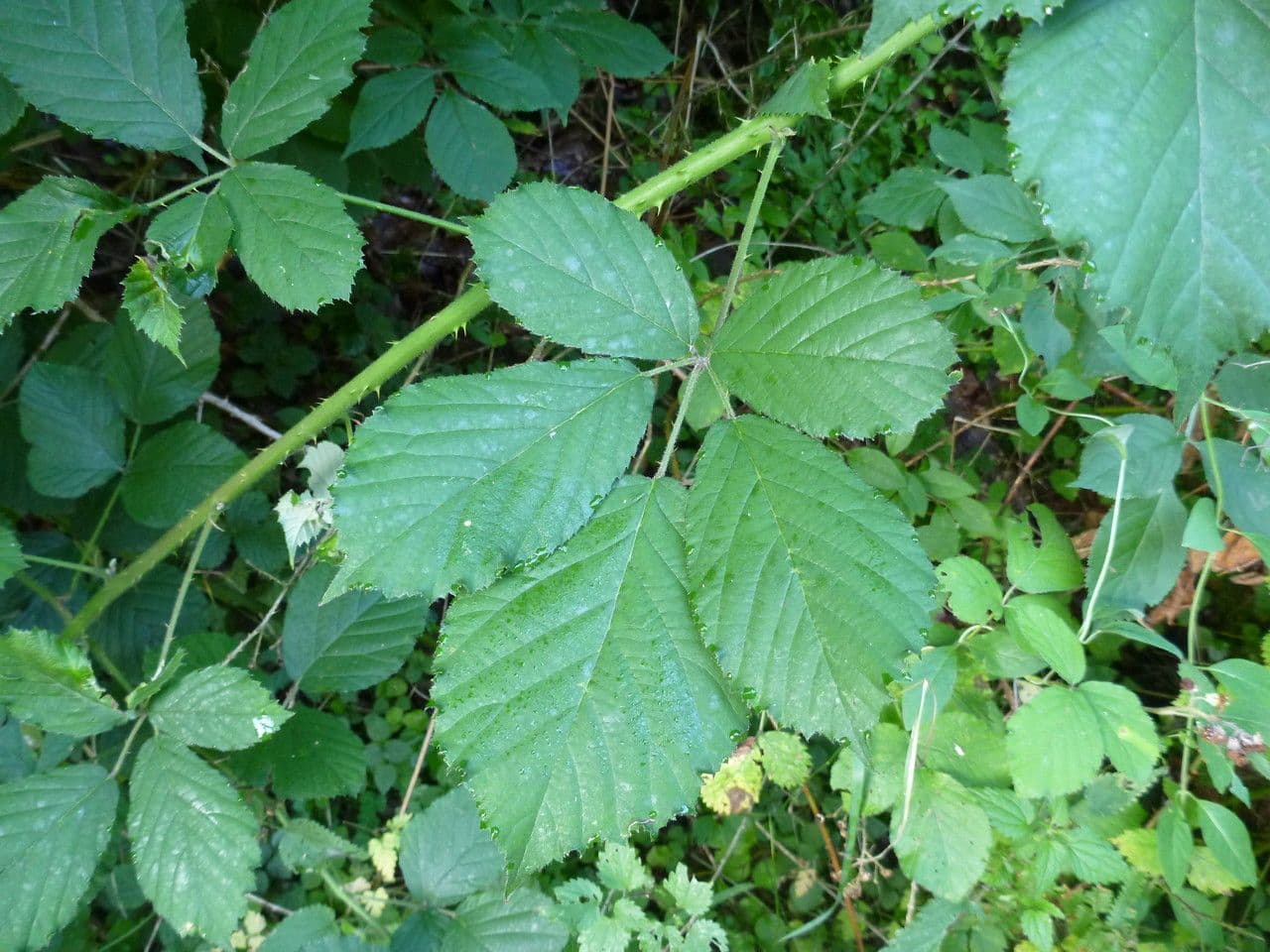 Großährige Brombeere 12