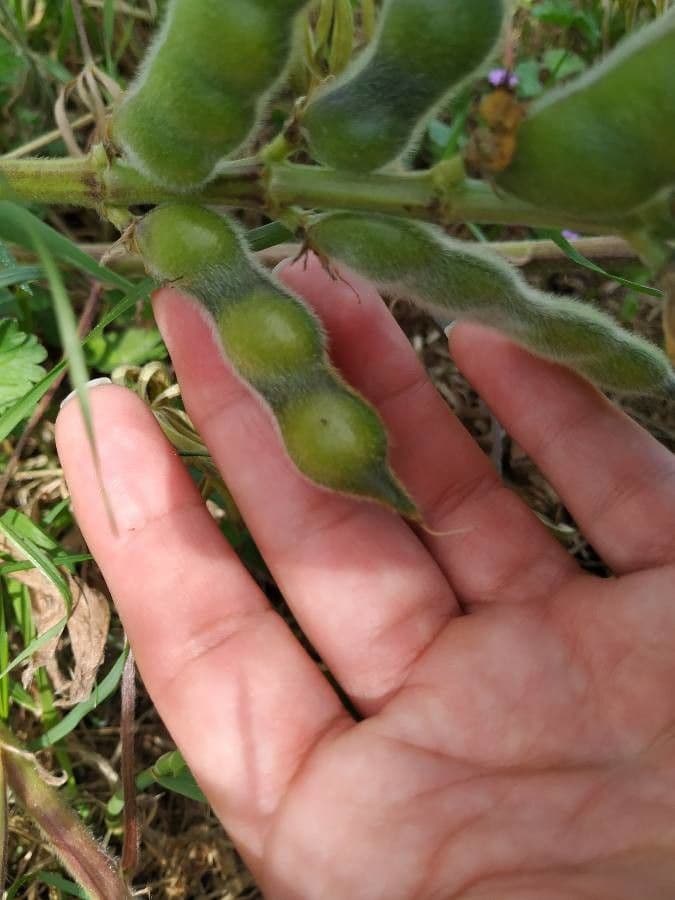 Gelbe Lupine 5