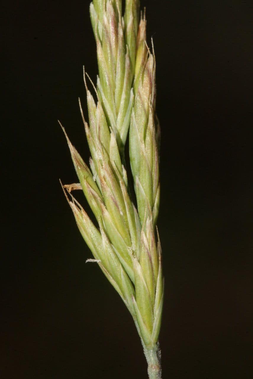 Festuca occitana 4