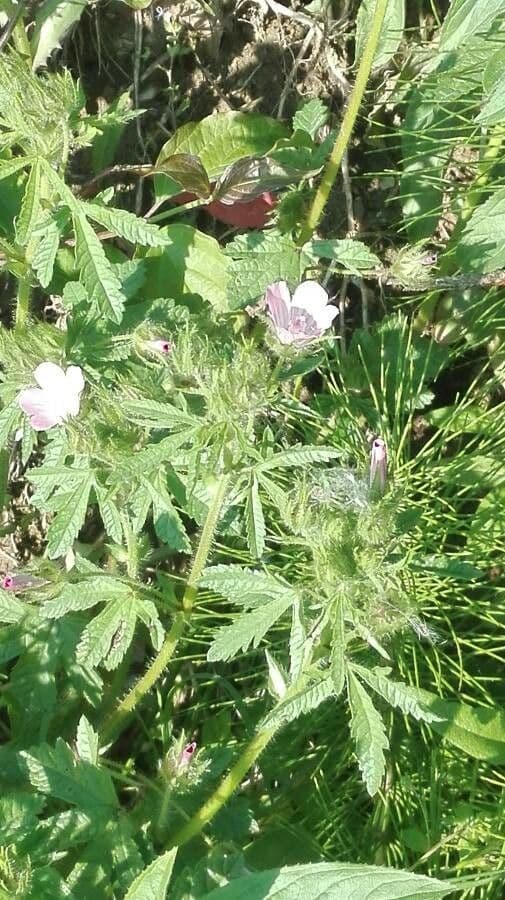 Malva di Creta 12
