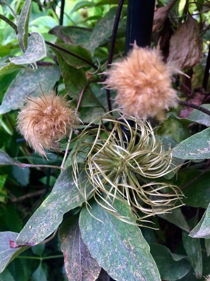 Clematis orientale 5