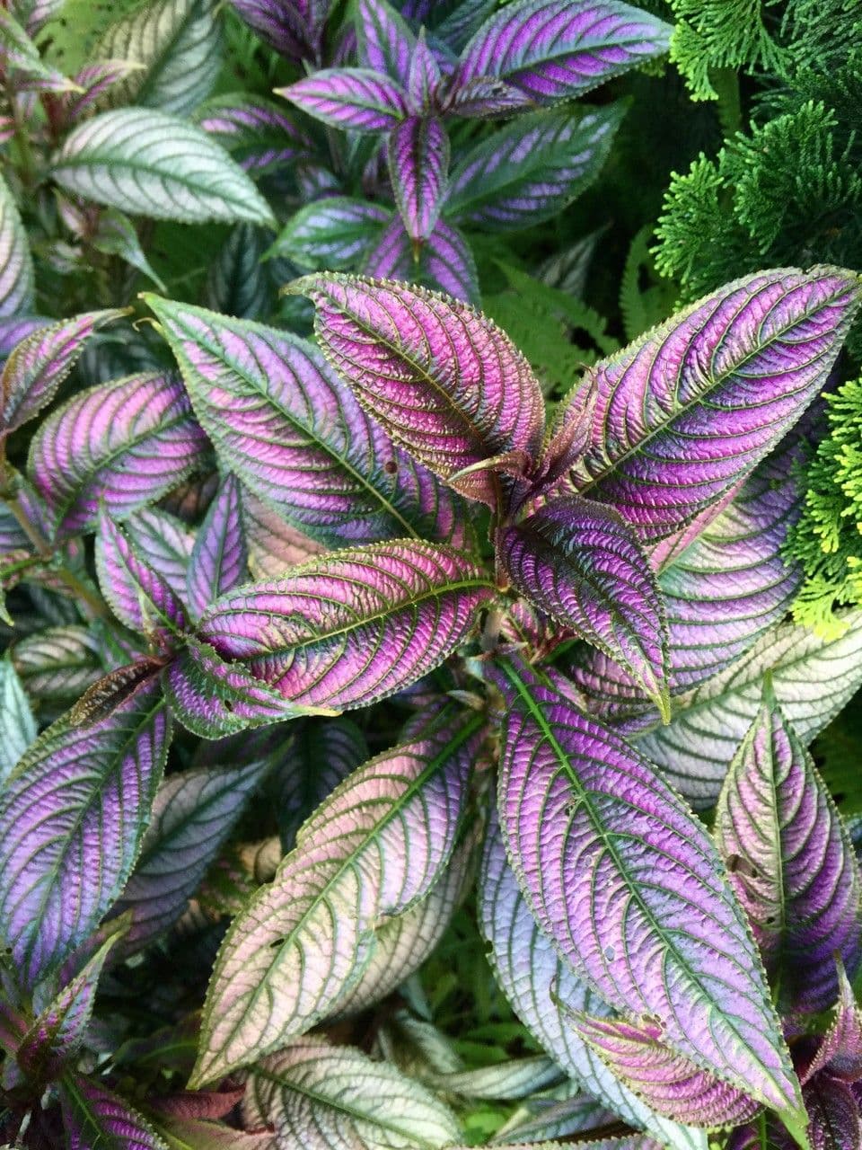 Strobilanthes 12