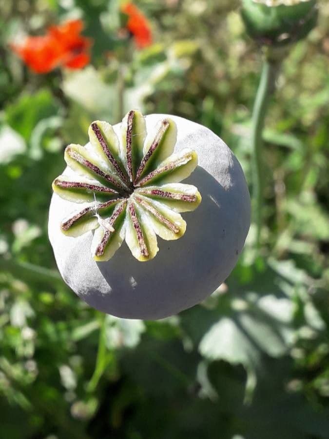 Schlafmohn 4