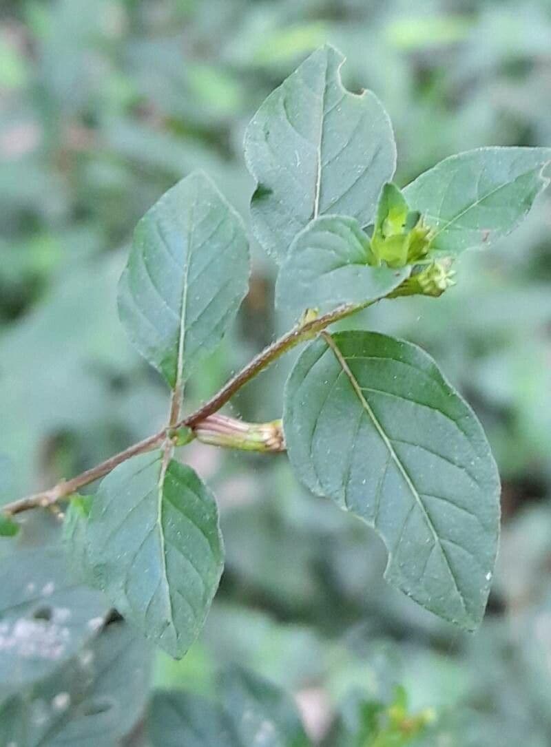 Cuphea 4