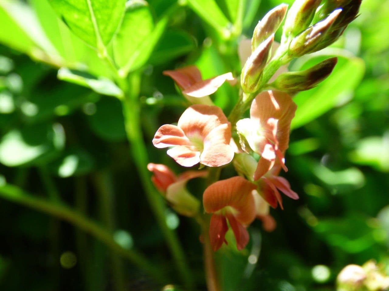 Indigofera hendecaphylla 4