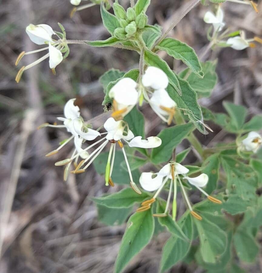 Fiore ragno spinoso 6