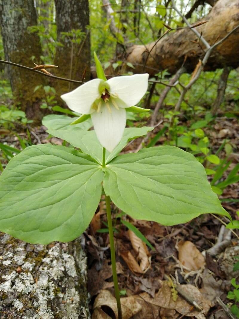 Trillium simile 2