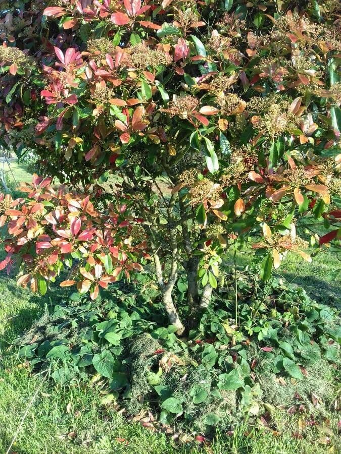 Photinia serrata 11