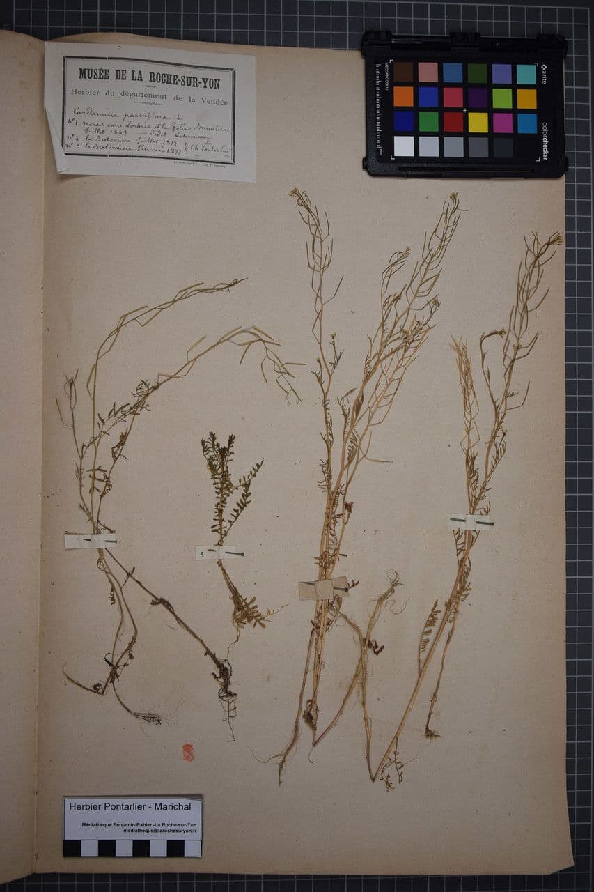 Cardamine parviflora 28