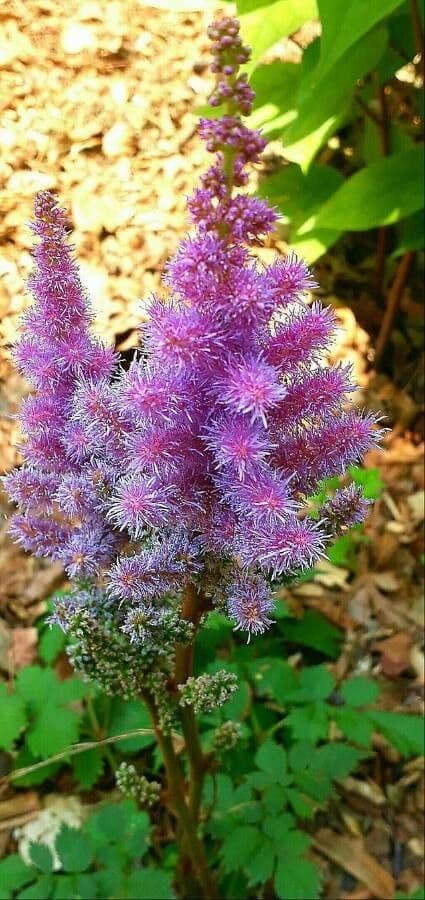 Astilbe giapponese 8