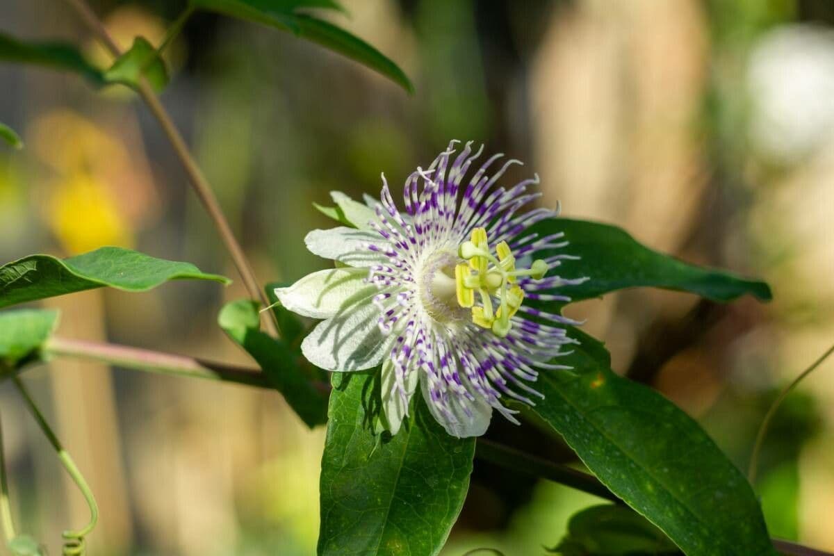 Passiflora
