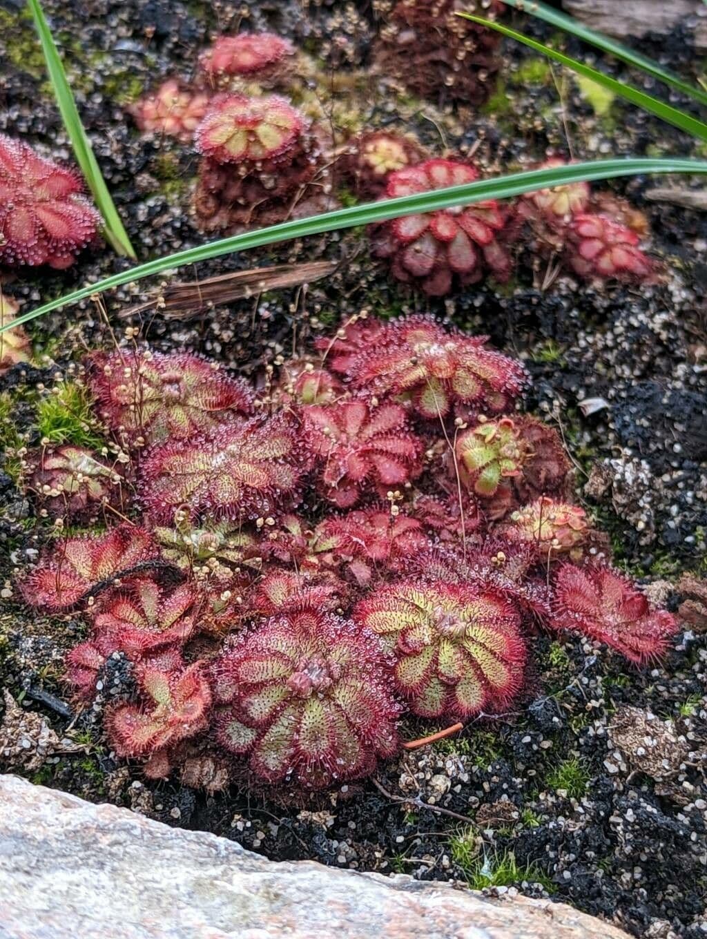 Drosera 5