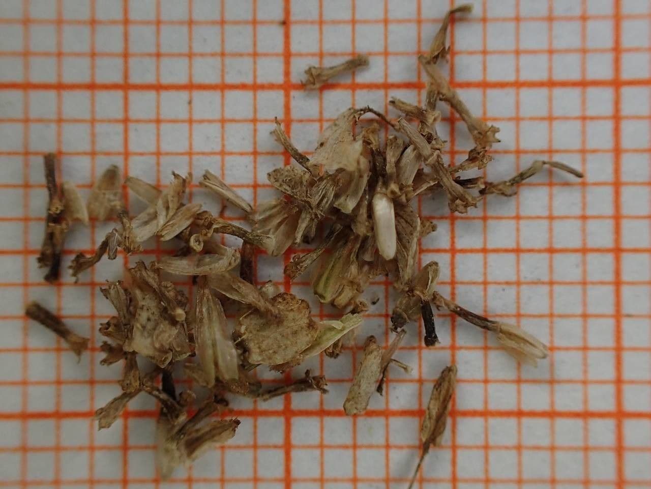 Tanserkraut 24