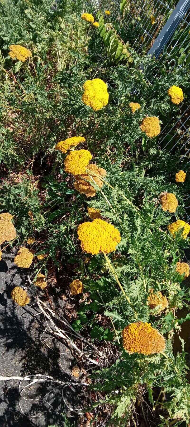 Achillea filipendula 3