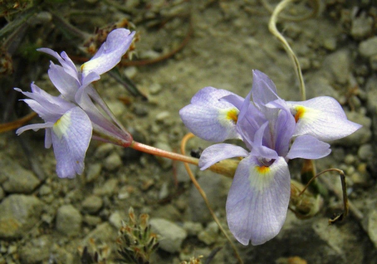 Tulipano blu 5