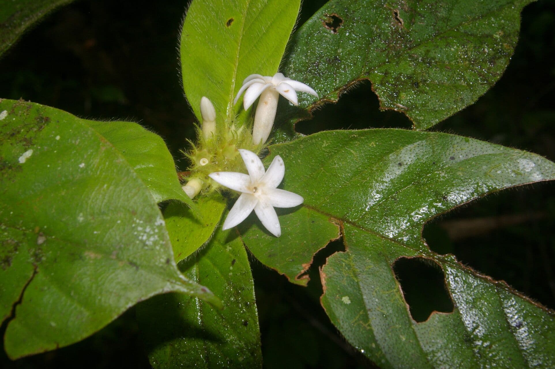 Duroia 4