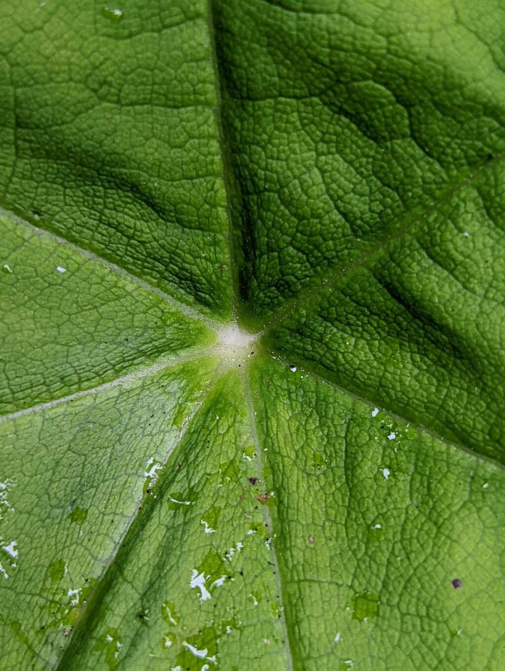 Astilboides 14