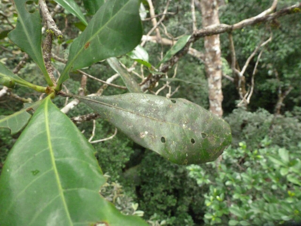 Sextonia 6