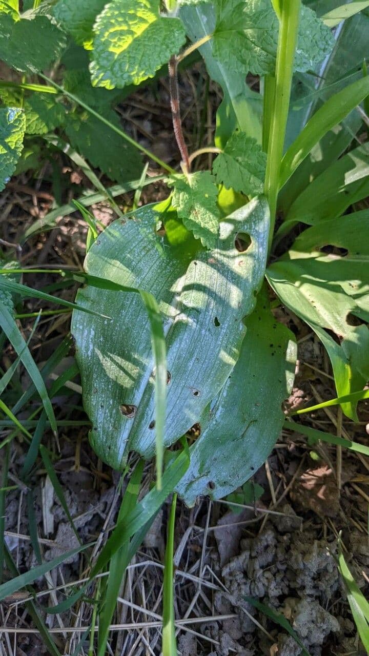 Platantera verdastra 16