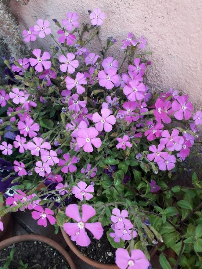 Saponaria rossa 8
