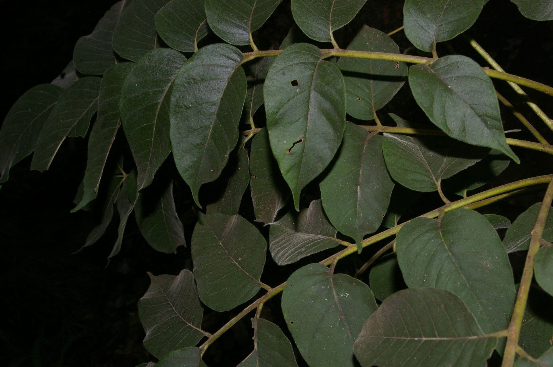 Trichilia americana 11