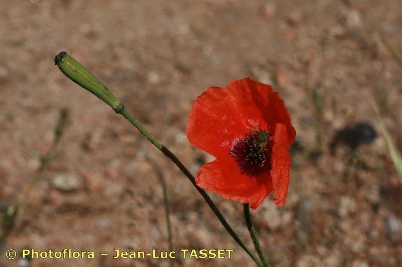 Mittelmeer-Mohn 11