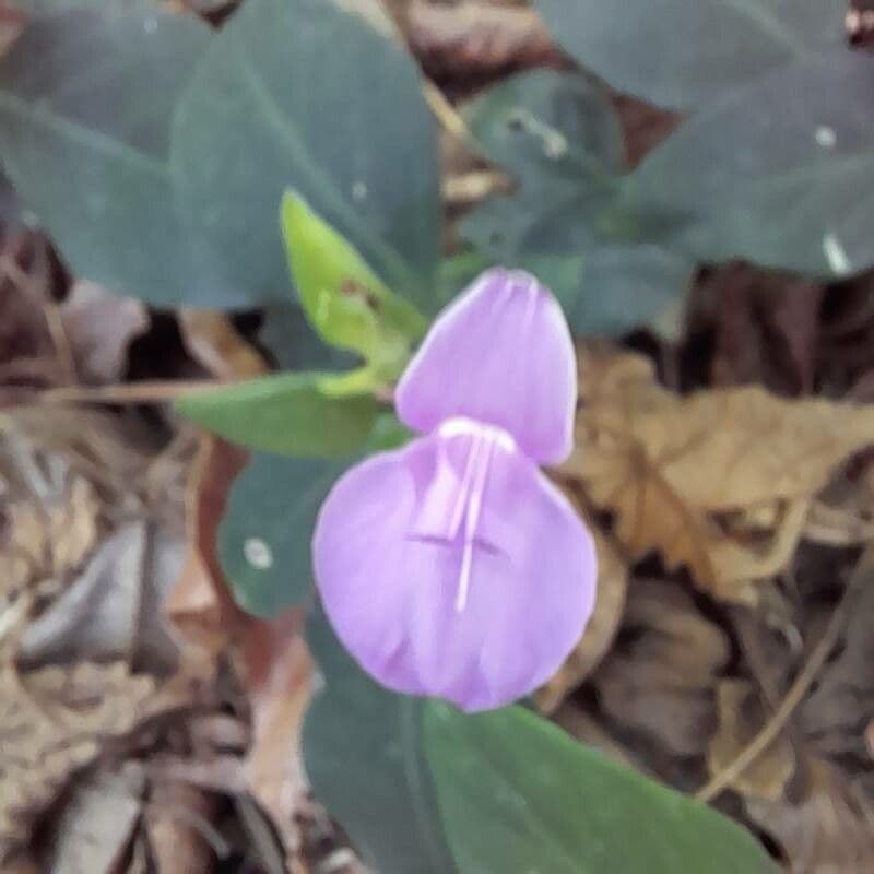 Dicliptera 2