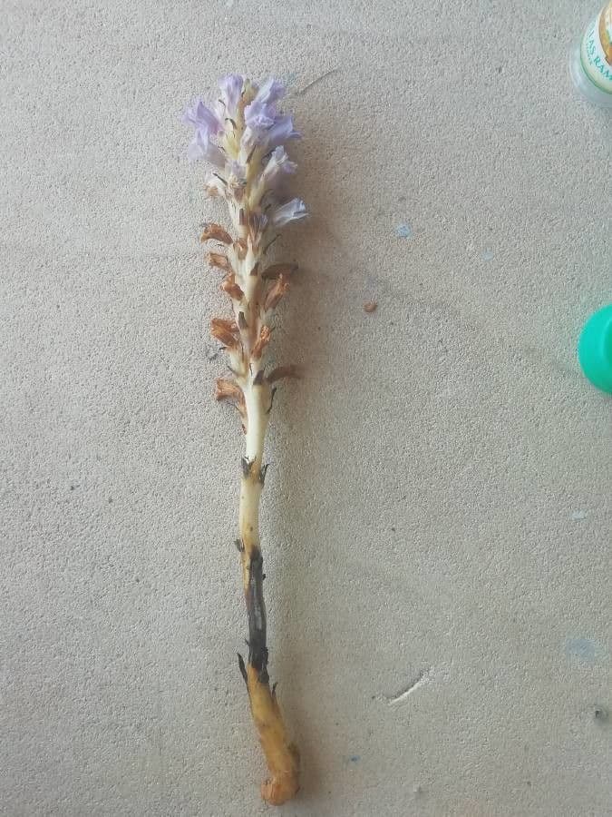 Australian broomrape 11
