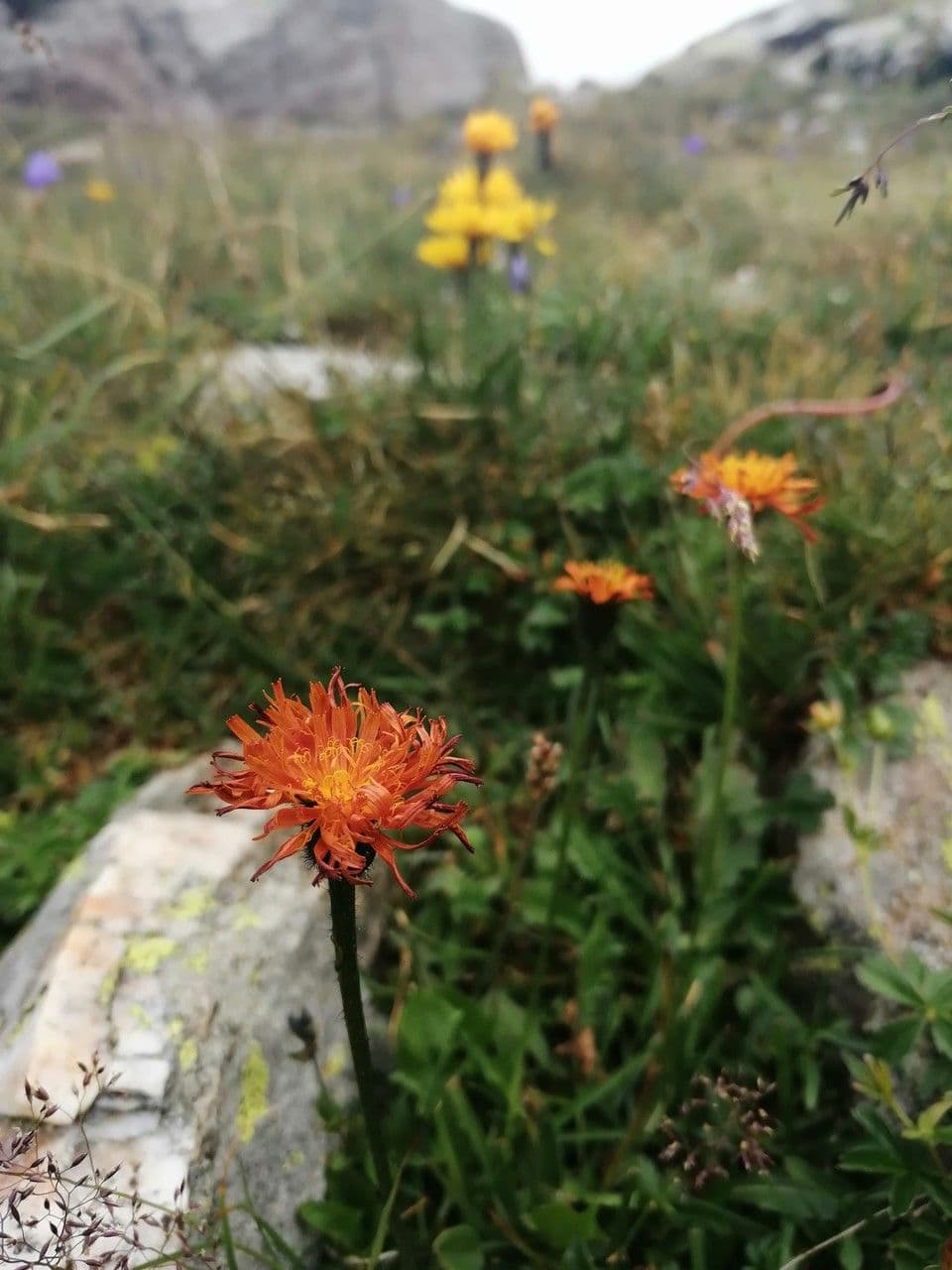 Crepis aurea 3