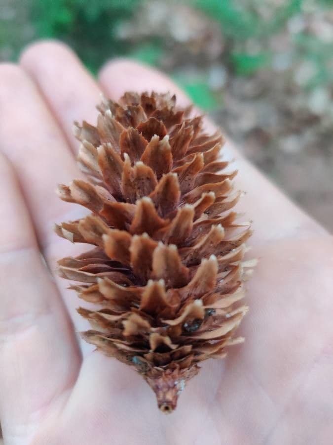 Peccio di Sitka 6