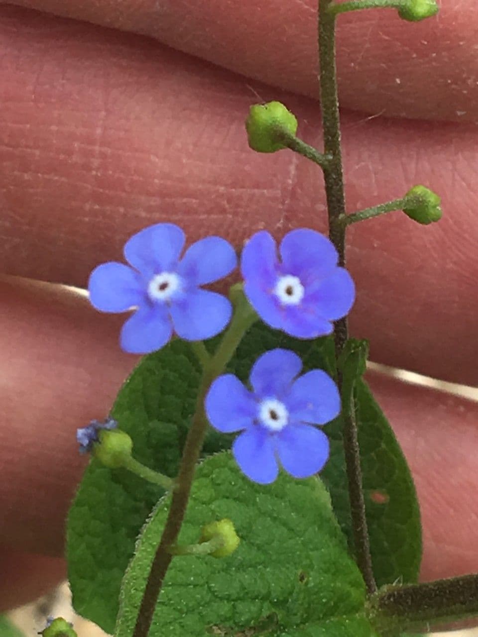 Brunnera macrophylla 7