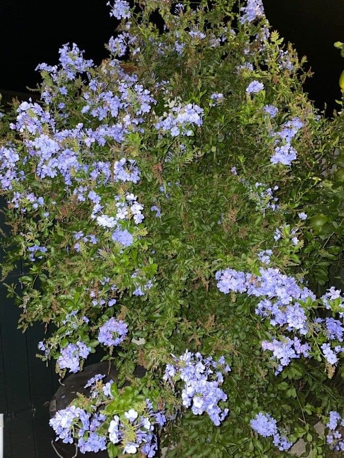 Plumbago auriculata 14
