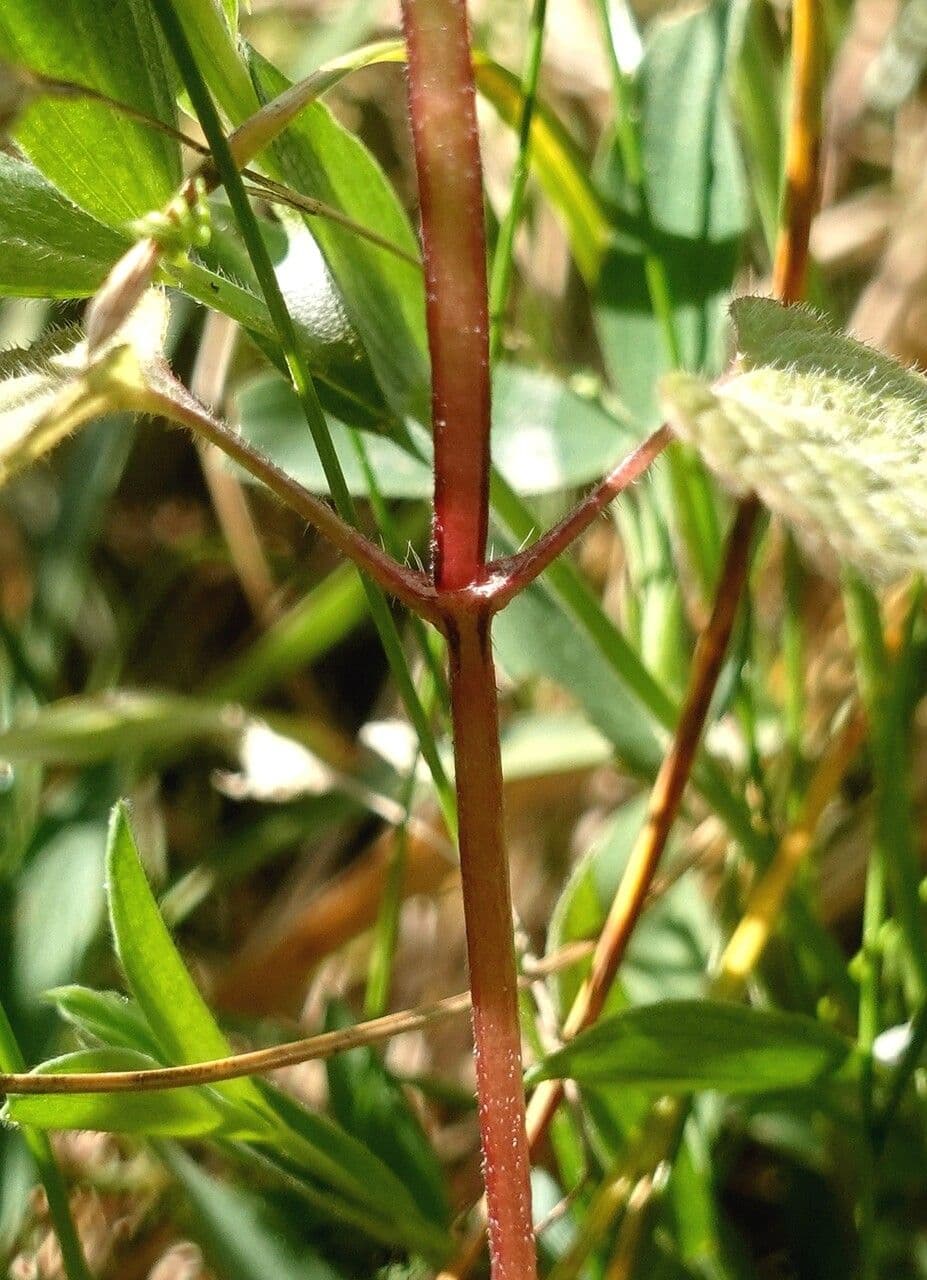 Falsa ortiga 21