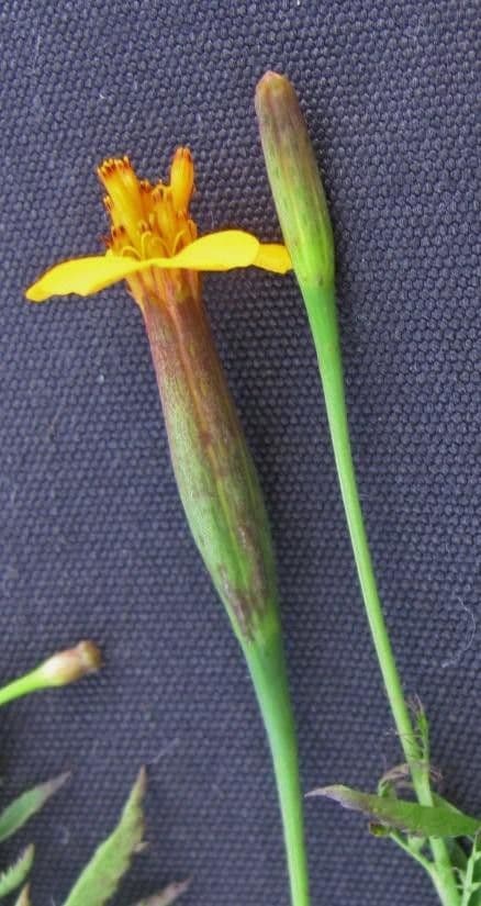 Schmalblättrige Studentenblume 2
