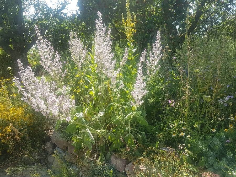 Šalvia muškátová 12