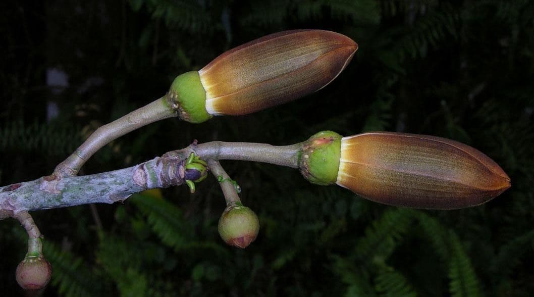 Siebenlappiger Pseudobombax 5
