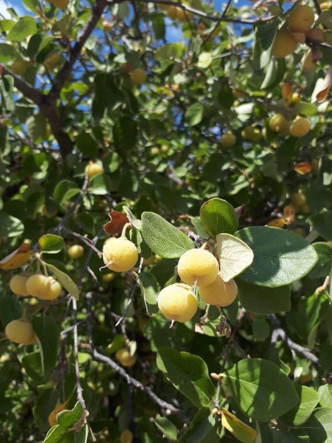 Styrax officinalis 5