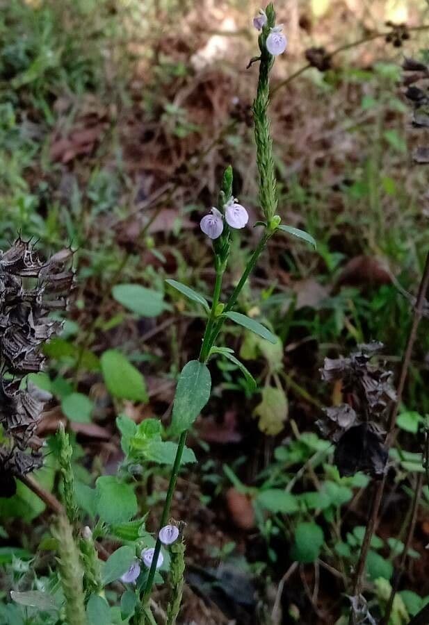 Justicia procumbens subsp. procumbens 2