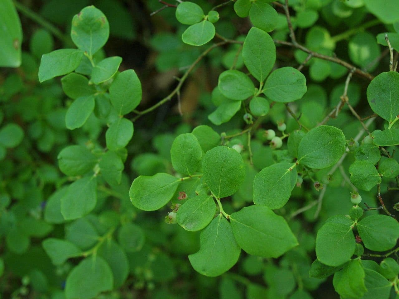 Borówka blada 15