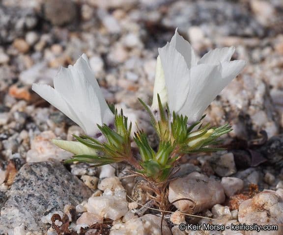 Linanthus 10